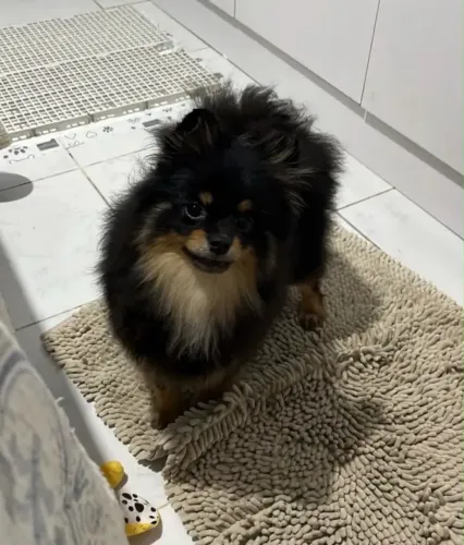 Lulu da pomerania femia anã, reprodução