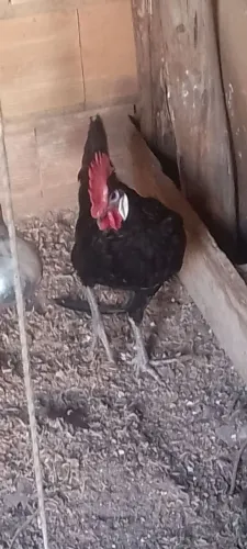 Galo cara de palhaço