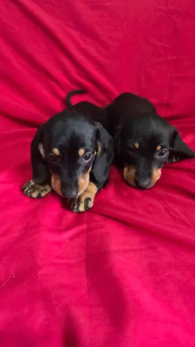 Dachshund machinhos