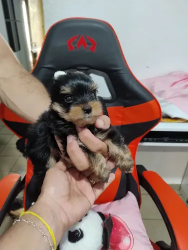 Machinho Mini