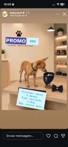 Pinscher mini macho 5 meses todo vacinado PROMOÇÃO