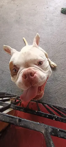 American Bully para Cobertura 