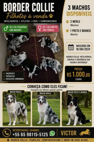 Filhotes de Border Collie