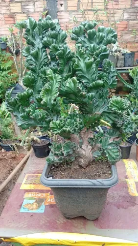 Promoções de cactos cristatas 