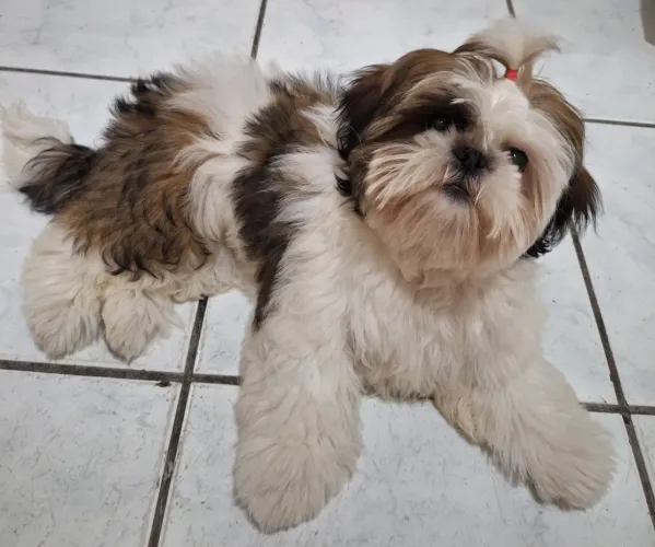 Shih Tzu fêmea filhote