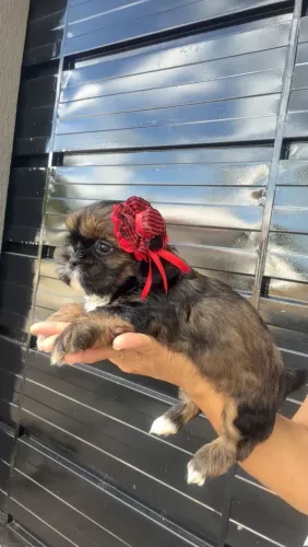 Vendo lindos filhotinhos de shitzu 