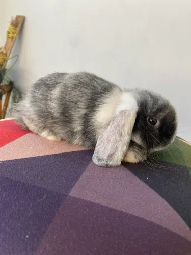 Mini Lop 