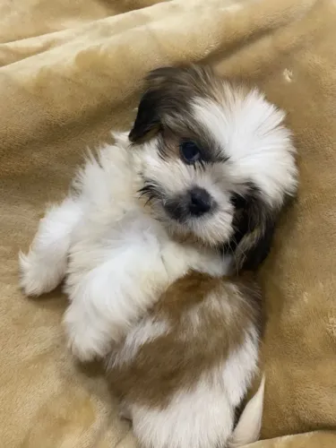 Shih tzu lindo e super fofo