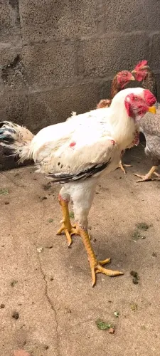 Galo Novo Índio Gigante puro 1m e 14 cm
