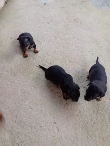 Filhotes Pinscher número 1 
