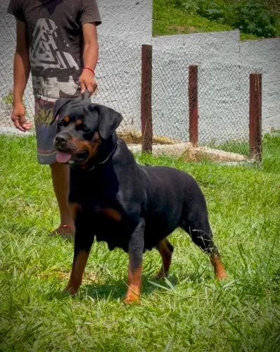 Filhote de Rottweiler