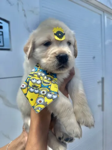 Filhotes Golden Retriever - Fêmea e macho