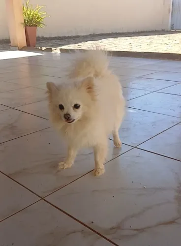 Lulu da pomerania adulto
