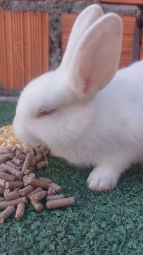 Coelho Mini Rex Holandês Branco com olhos vermelhos disponível 