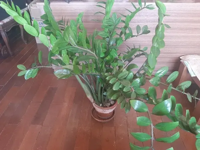 Planta Zameoculca