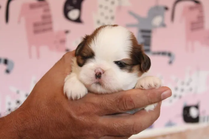 Filhotes de shihtzu