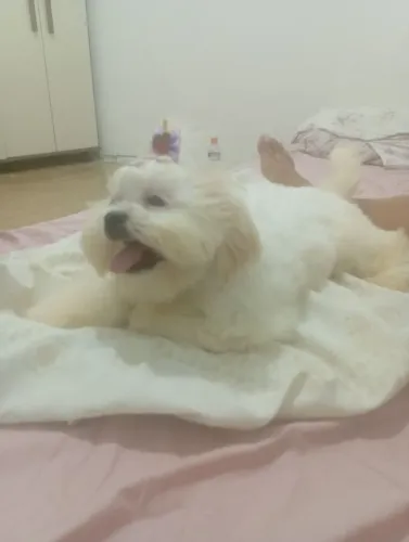 Vendo filhote de maltês fêmea 