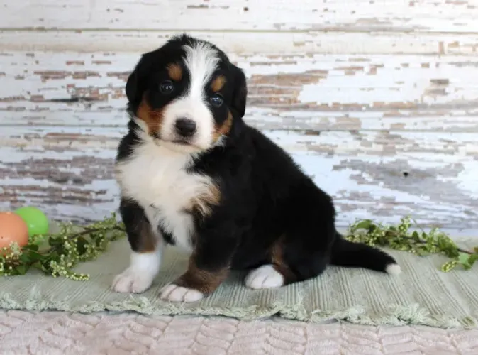 Bernese Mountain Dog,Bernese Mountain Dog Filhote Muito Amoroso e Dócil