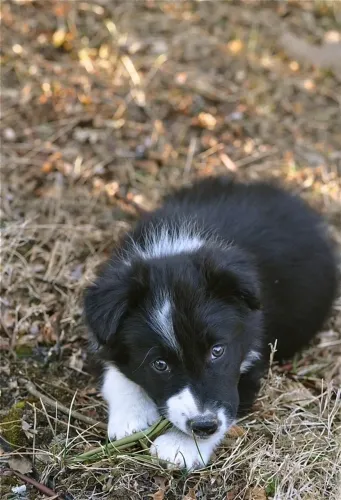 Filhotes De Border Collie - Filhotes Que Espalham Alegria 