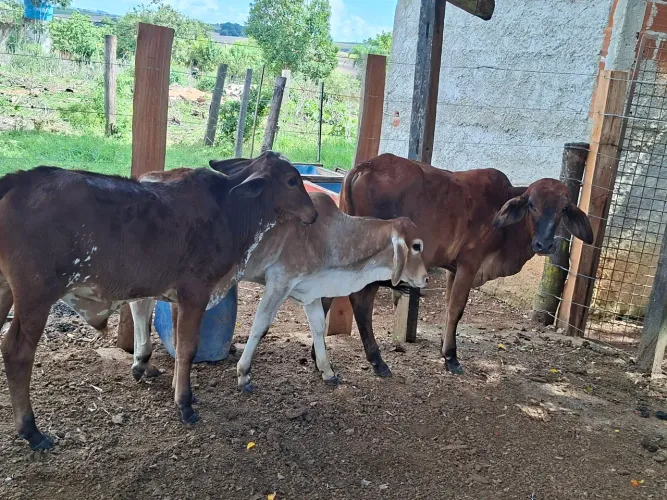 Bezerros a venda