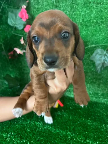 Filhote basset salsicha macho e fêmea 