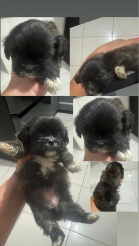 Shitzu mini