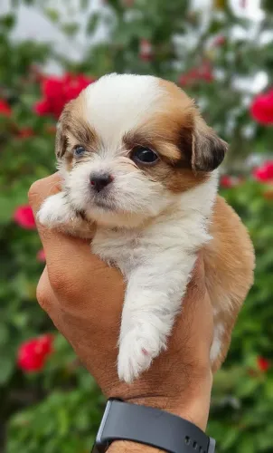 Shih Tzu