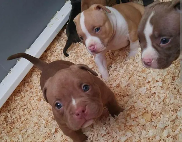 Doação de Pitbull