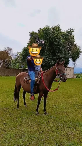 Égua 3 anos e meio 