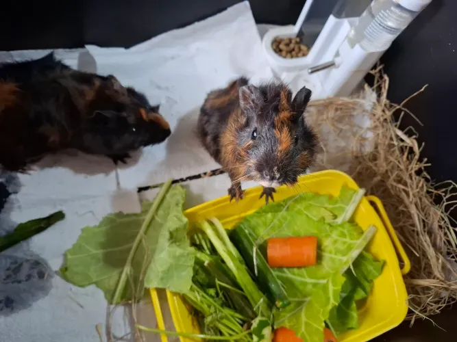 Porquinho da índia