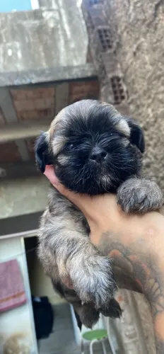 FILHOTE DE SHIS TZU (MACHO) 30 DIAS PARA VENDA!