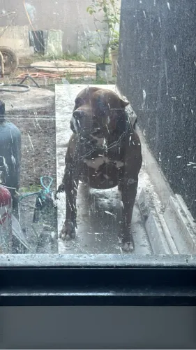 Pitbul macho para cruza