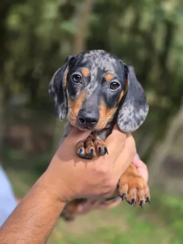 Filhote Dachshund Miniatura | Cachorro Salsicha Macho e Fêmea Disponíveis