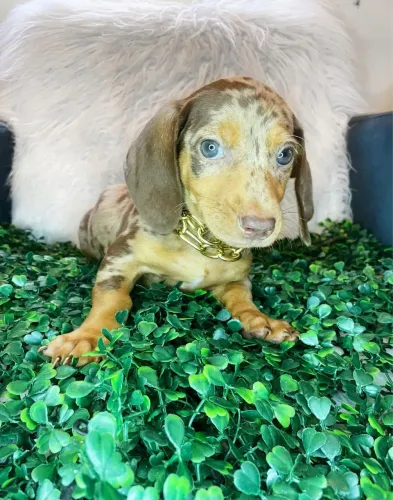 Filhotes dachshund