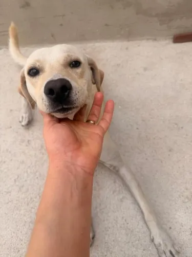 Cachorro para  doação 