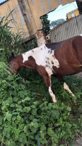 Cavalo pampa