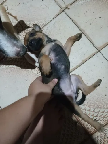 Cachorro 