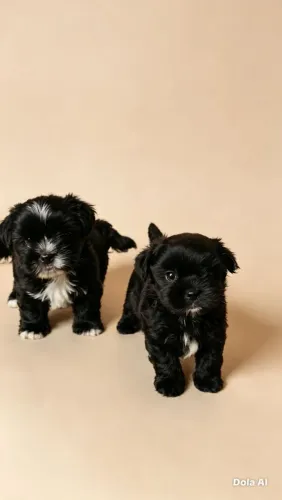 Vendo filhotes de shih tzu