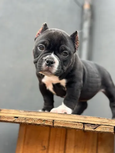 AMERICAN BULLY MICRO - FÊMEA