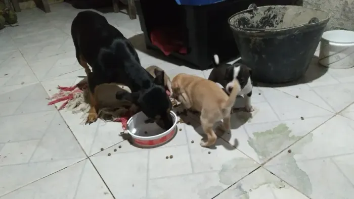 Cachorro