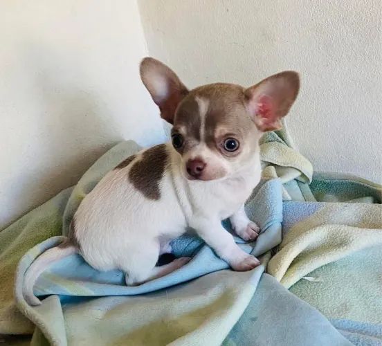 Chihuahua 