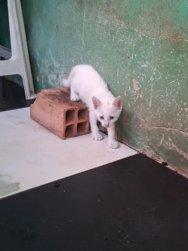 Gatos filhotes