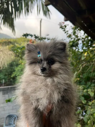 Lulu da Pomerania Exótico