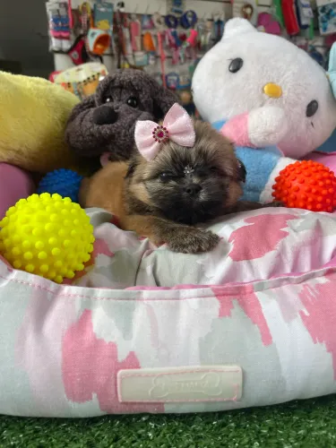 Shihtzu feminina $1.900,00