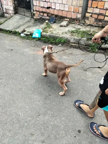 Troco ou vendo american bully original