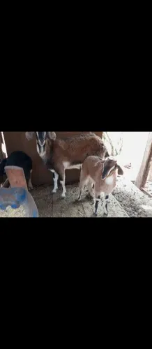 Cabras