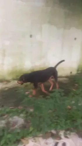 Cachorro pra doação