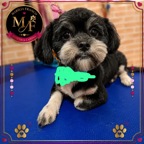 Vendo filhote de lhasa apso 300,00