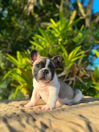 Bulldog Francês Macho 