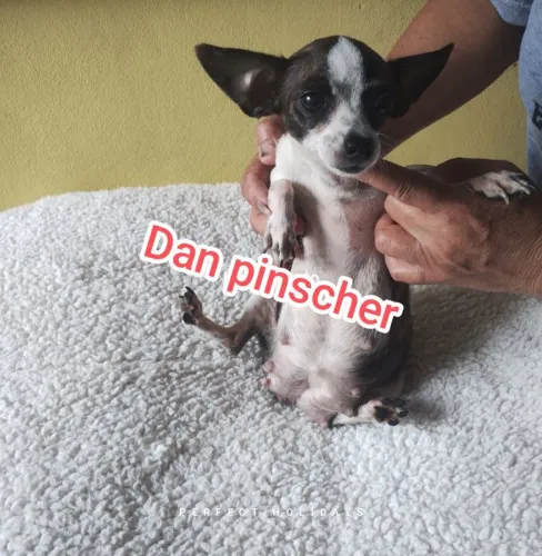 Pinscher